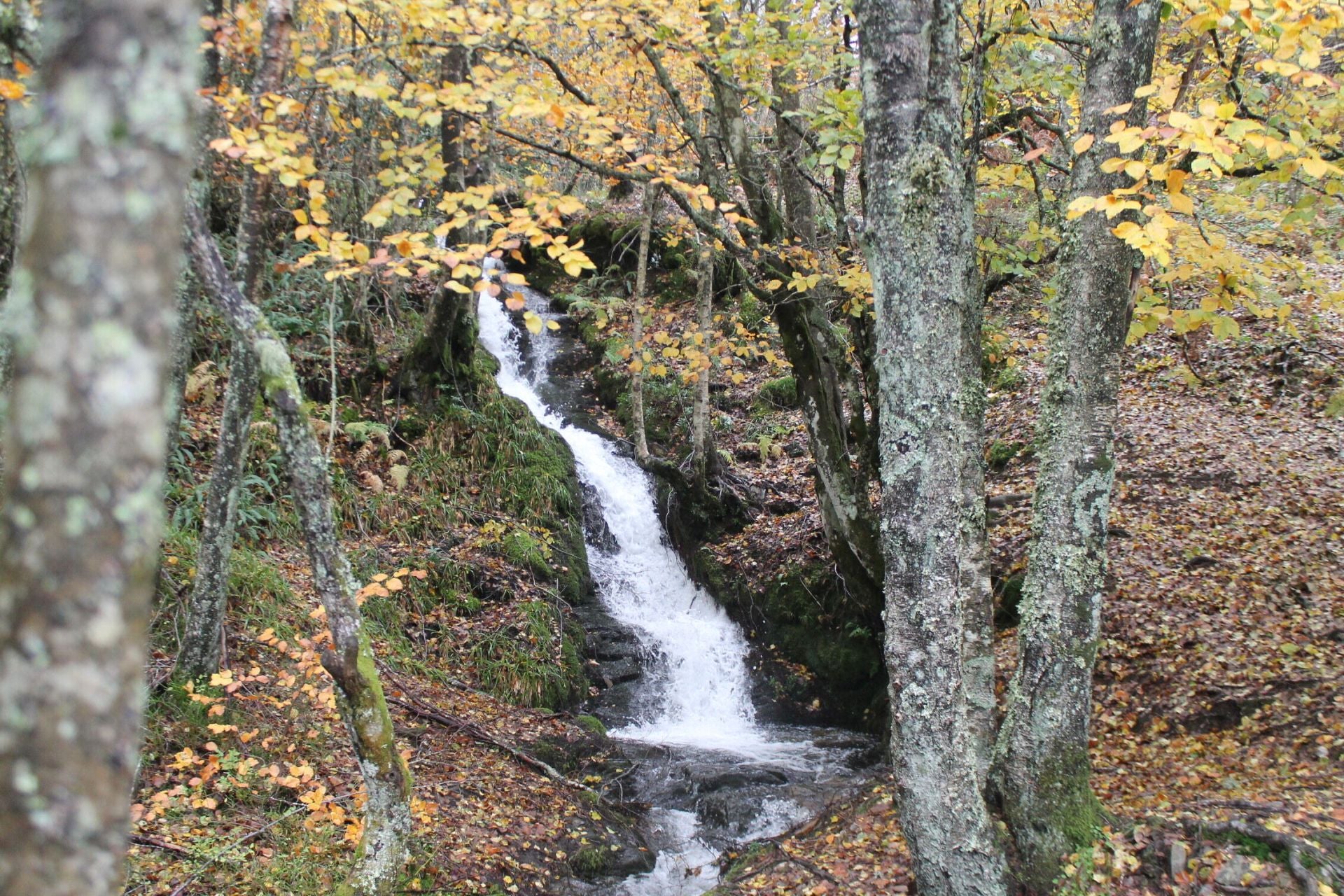 Las imágenes del hayedo de Busmayor