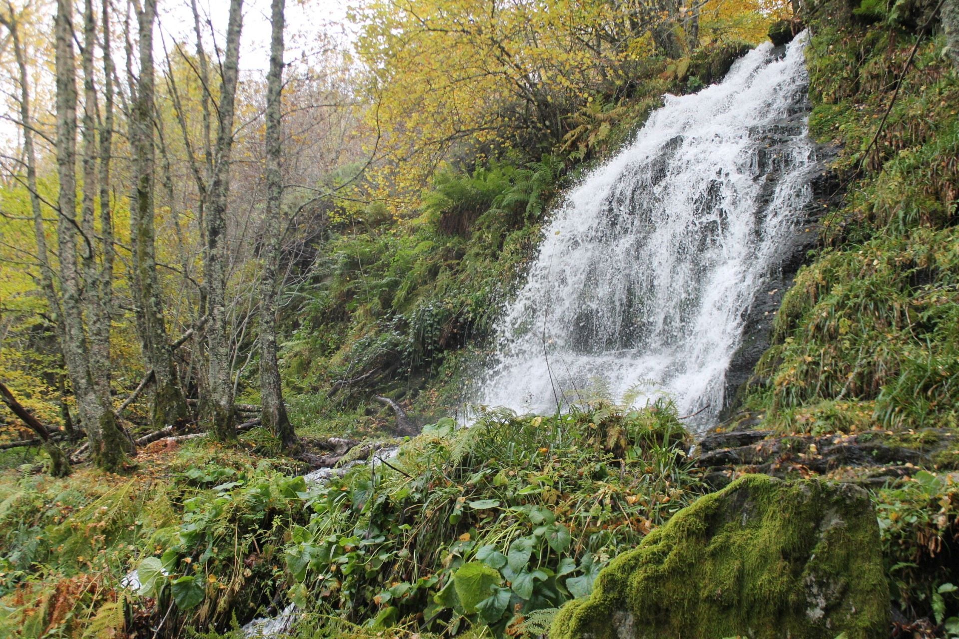 Las imágenes del hayedo de Busmayor