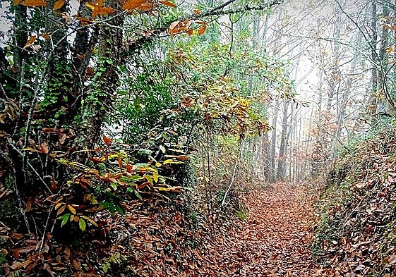 Imagen del castañar centenario recuperado por los vecinos del pueblo de la provincia de León.