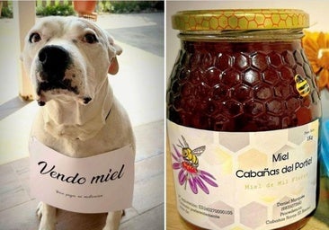 Avalancha de solidaridad con 'Gordo' el perro berciano que vende miel para sufragar su tratamiento de cáncer