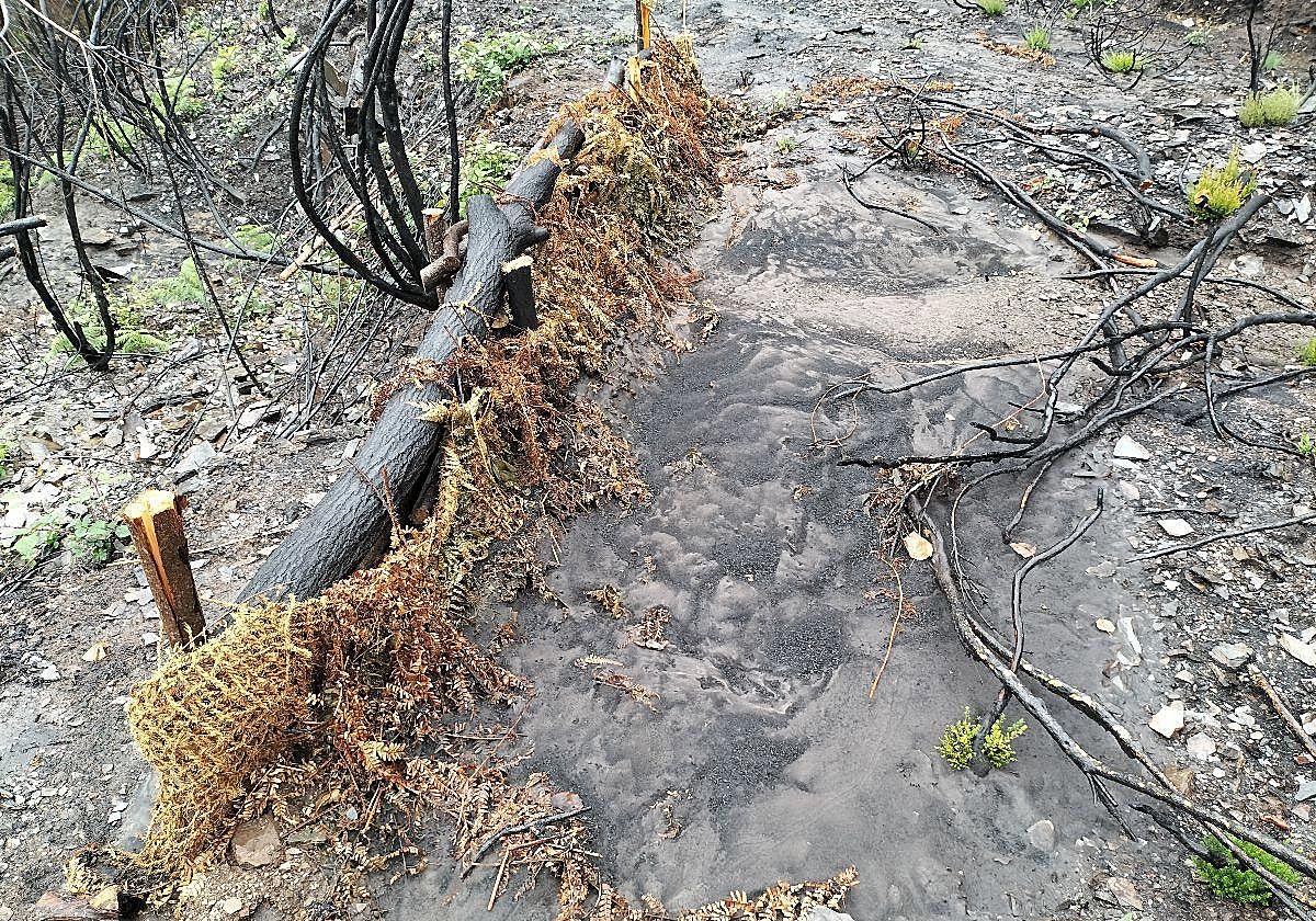 Daños provocados por los incendios en los ríos del Bierzo.