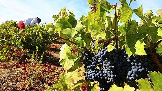 Solo el 1% de las 2.300 hectáreas de viñedo de la DO Bierzo solicitan ayudas para la vendimia en verde