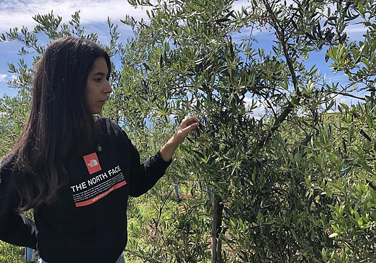 Imagen principal - Alba Gancedo en el olivar situado junto al Camino de Santiago en Cacabelos de donde sale el aceite 'La Heredera'.