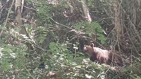 La osa Lechuguina vuelve a dejarse ver en Villarino del Sil