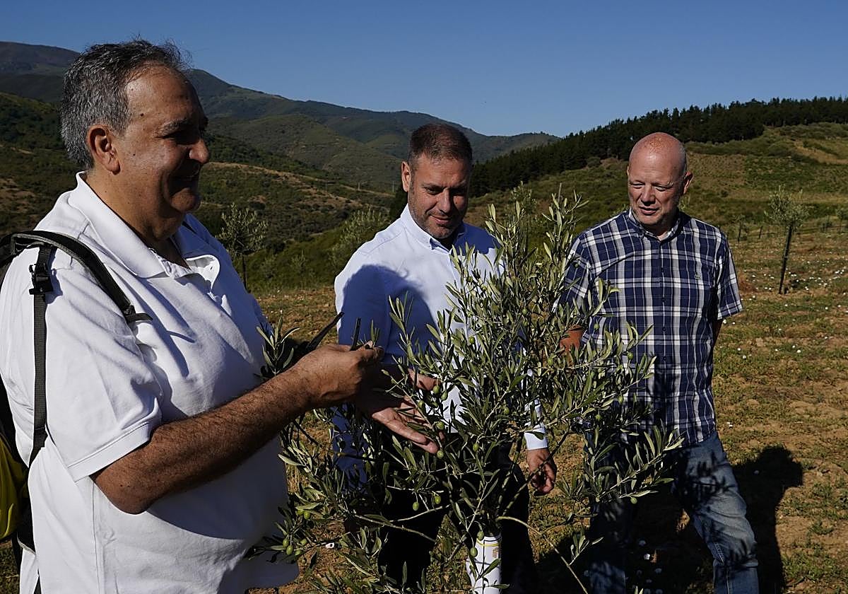 Presentación de los avances en la búsqueda y recuperación de variedades autóctonas de olivo de El Bierzo.
