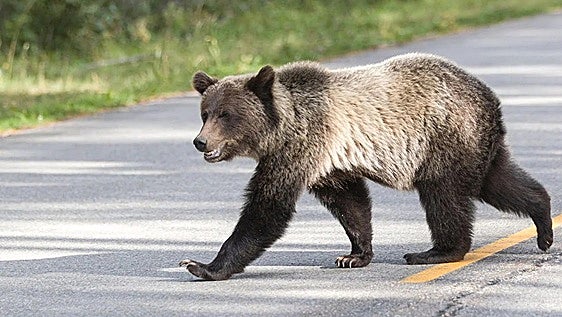 Atropellan a un oso en la carretera CL-631 en El Bierzo