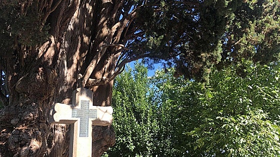 La Junta acude al rescate del ciprés histórico del Bierzo en estado crítico: «Hay que salvar esa joya»