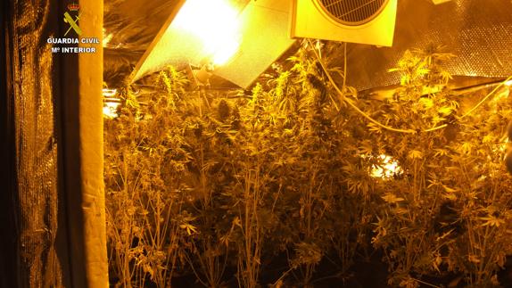 Plantación localizada en el interior de la vivienda de Carucedo.