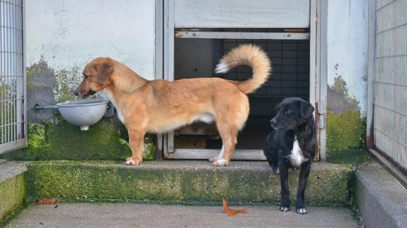 Perros en el albergue canino municipal.
