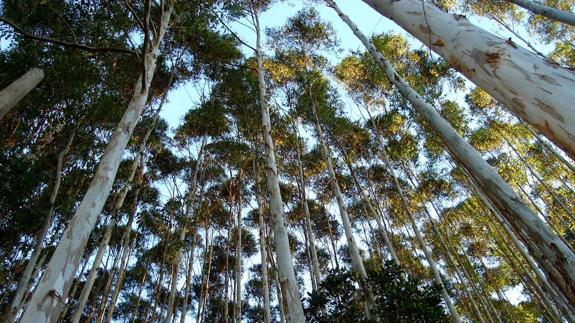 Bosque de eucaliptos.
