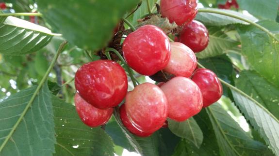 Cerezas del Bierzo.