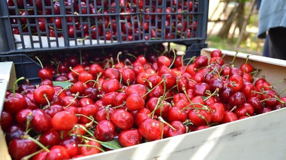 Cerezas del Bierzo.