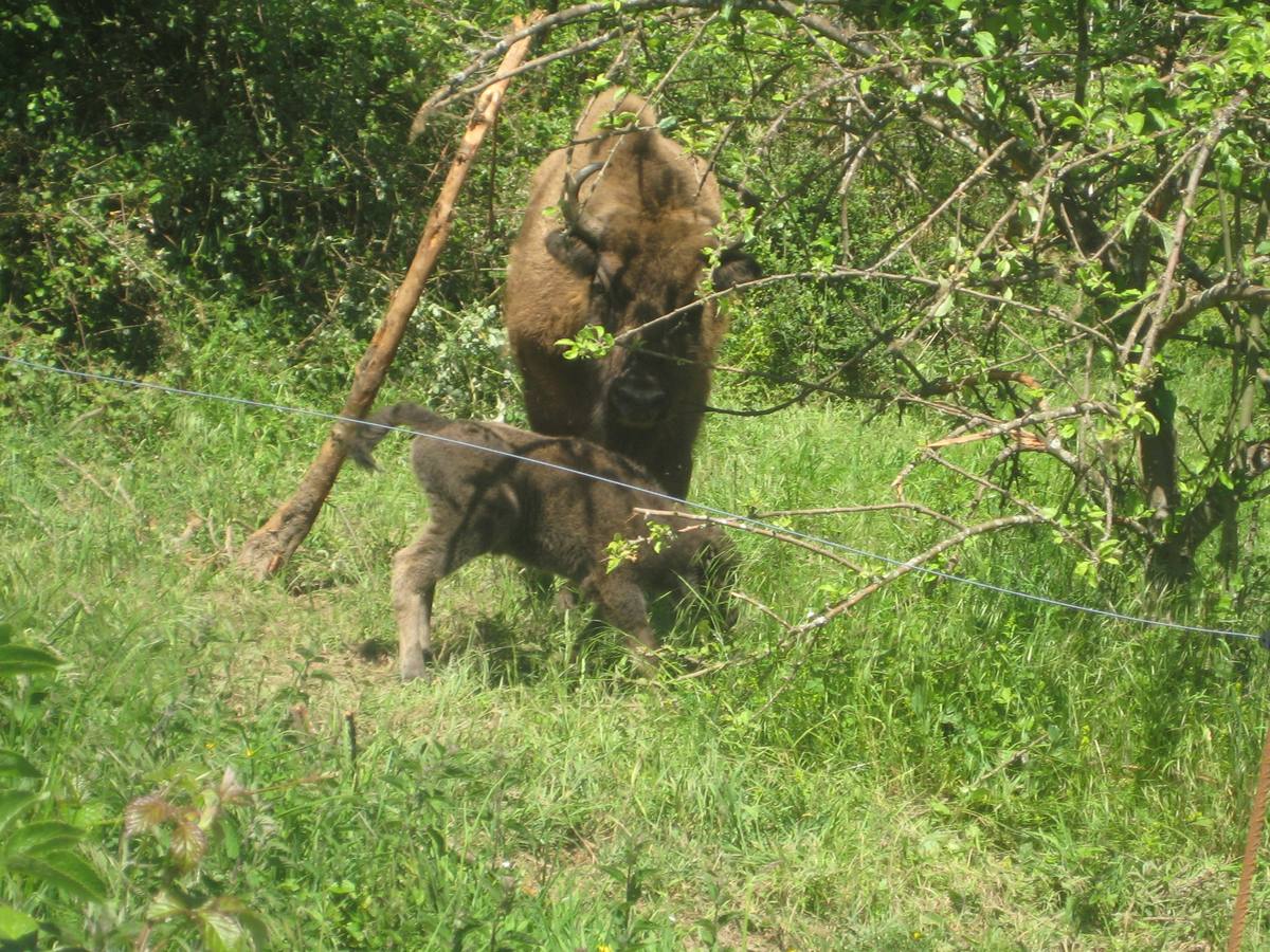 El primer bisonte en Asturias en 10.000 años