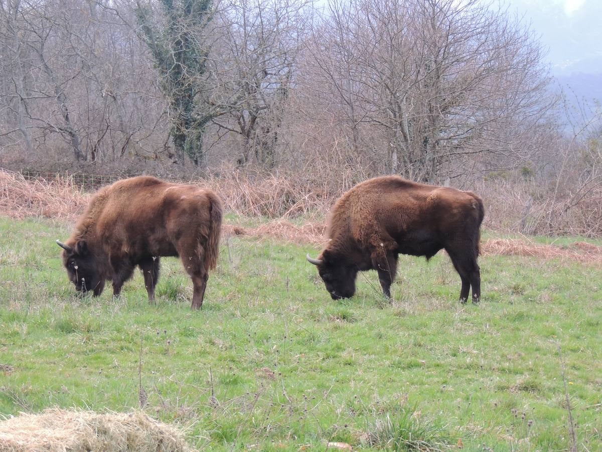 El primer bisonte en Asturias en 10.000 años