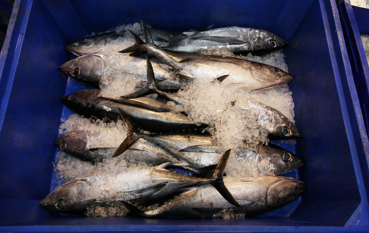 La rula de Avilés subasta 7.400 kilos de bonito