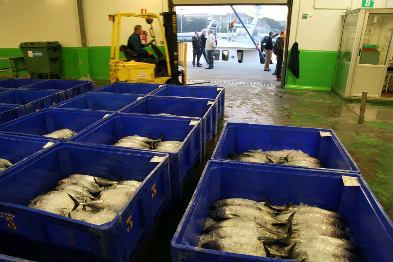 La rula de Avilés subasta 7.400 kilos de bonito