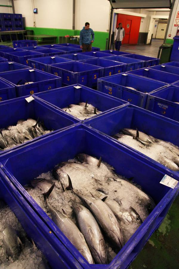 La rula de Avilés subasta 7.400 kilos de bonito