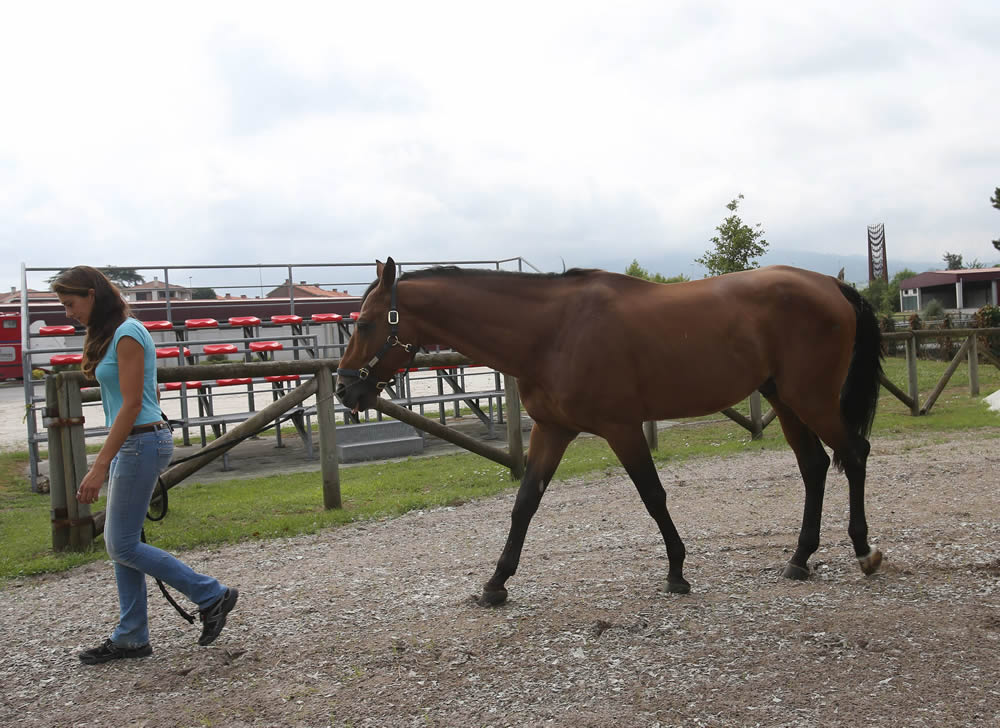 Gijón se prepara para el CSIO