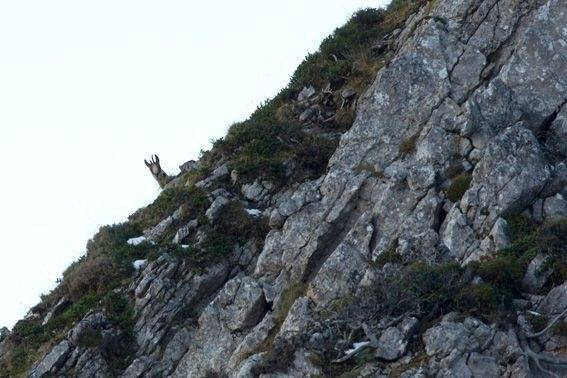 Los rebecos se asientan en la sierra del Aramo