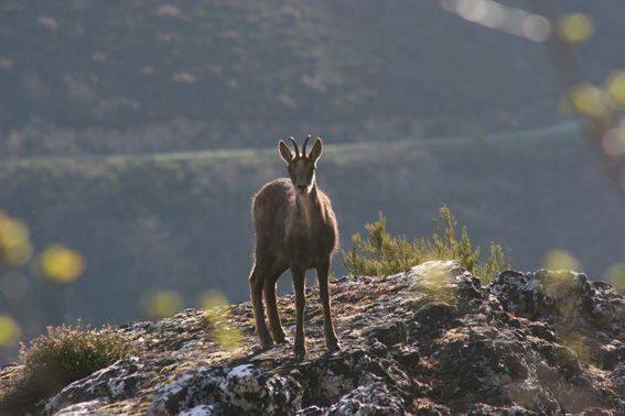 Los rebecos se asientan en la sierra del Aramo