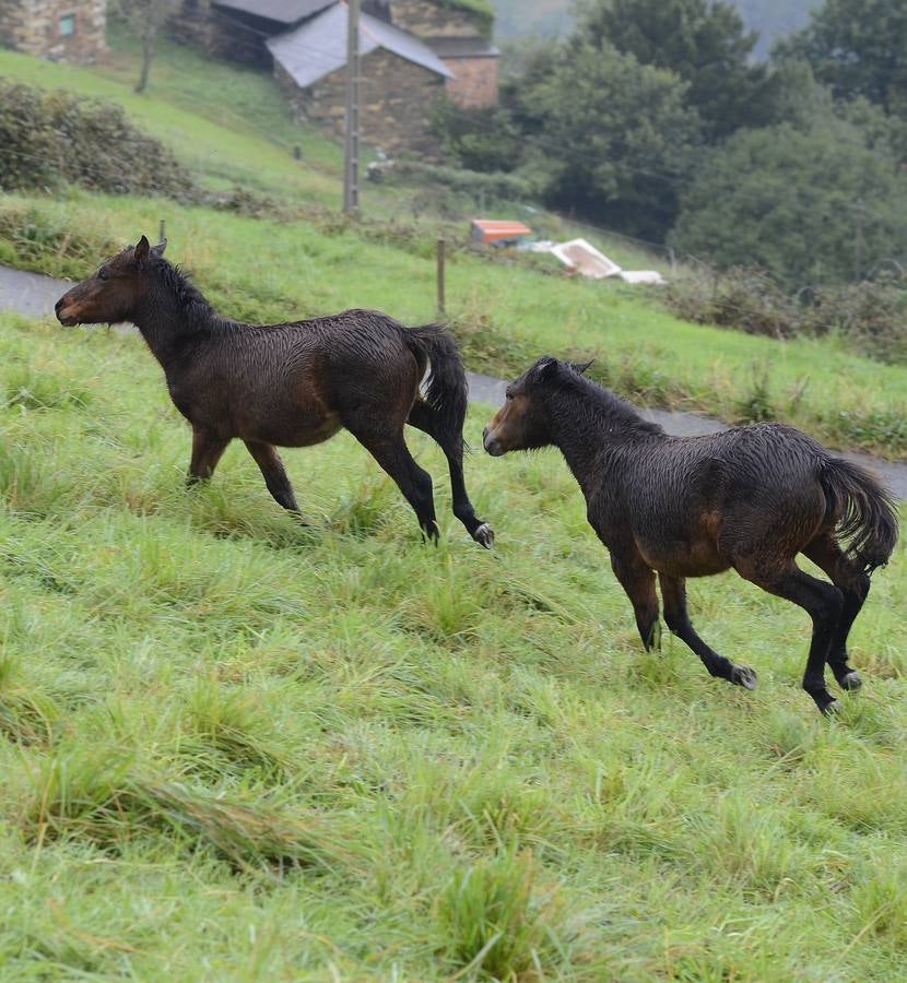 Los asturcones