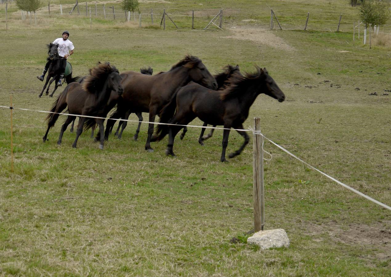 Los asturcones