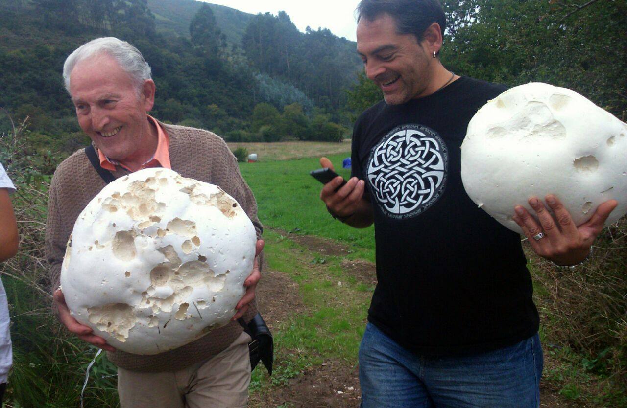 Encuentran en Gijón tres ejemplares gigantes de las setas &#039;Lycoperdon perlatum&#039;