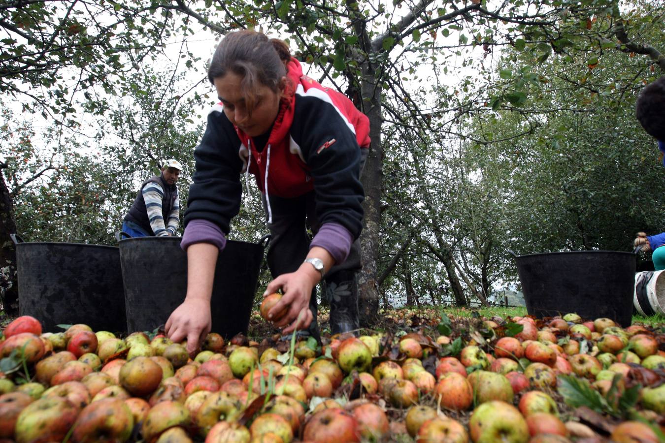 Los lagares asturianos, en plena elaboración de la sidra