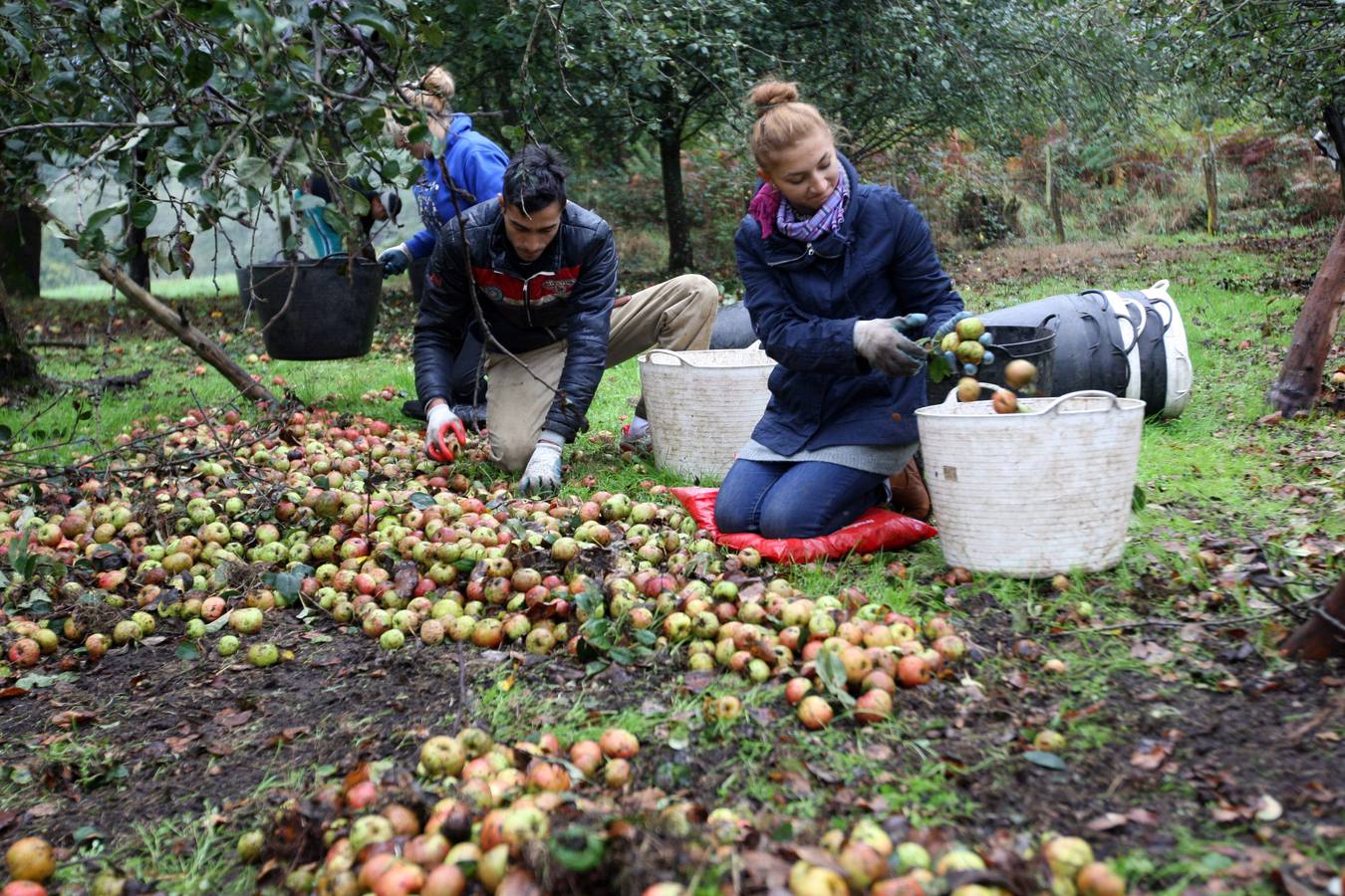 Los lagares asturianos, en plena elaboración de la sidra