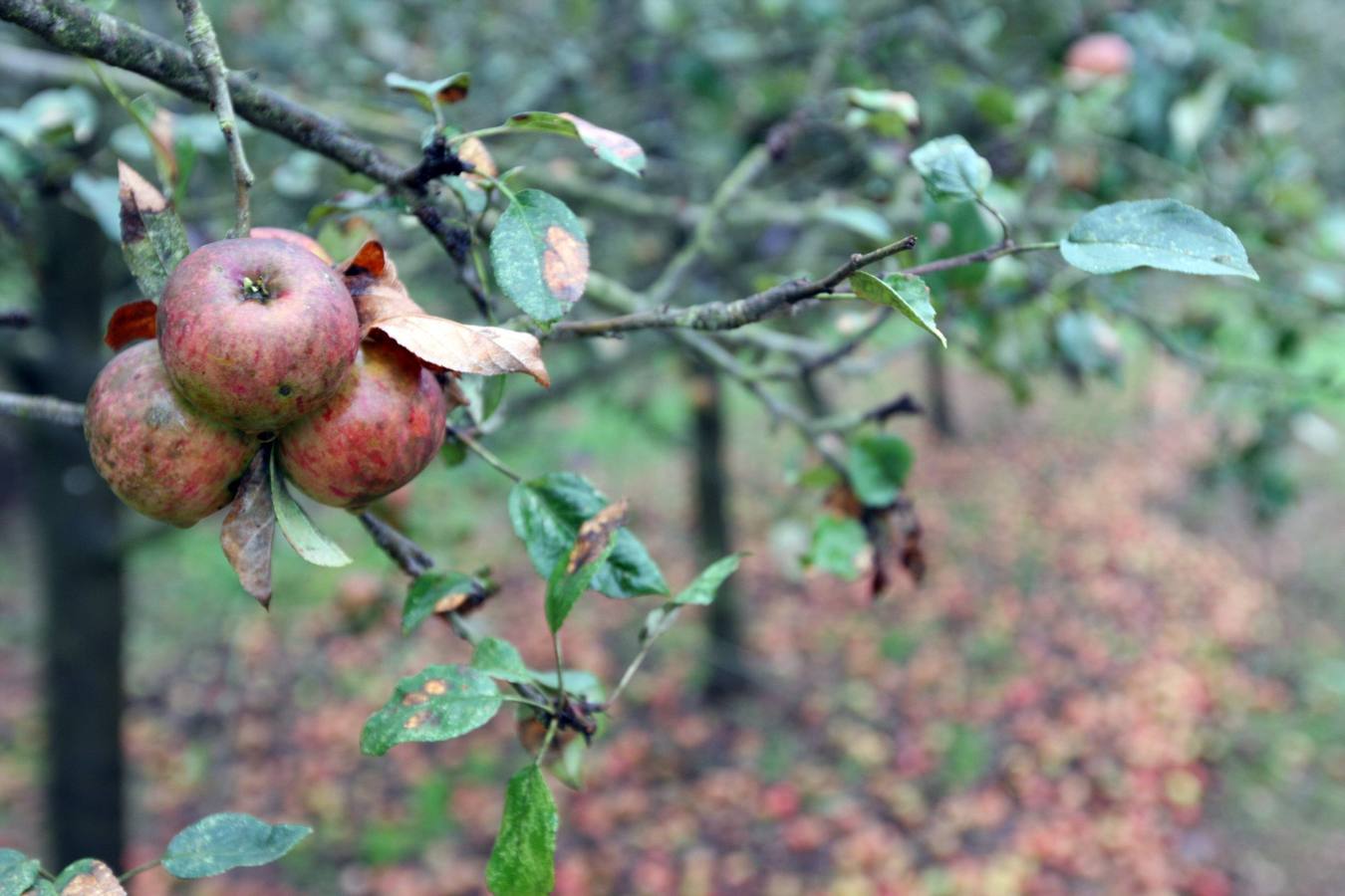 Los lagares asturianos, en plena elaboración de la sidra