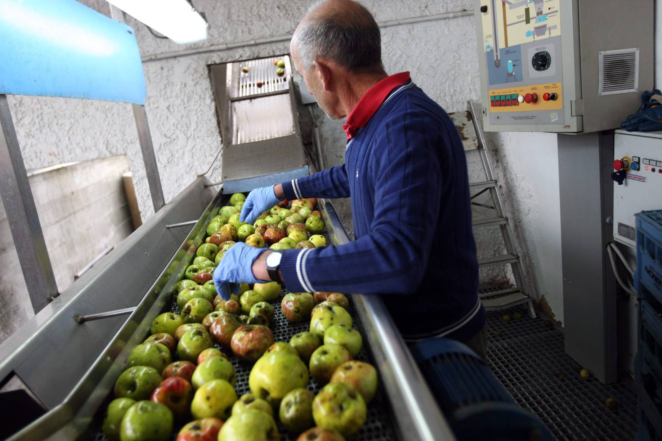 Los lagares asturianos, en plena elaboración de la sidra