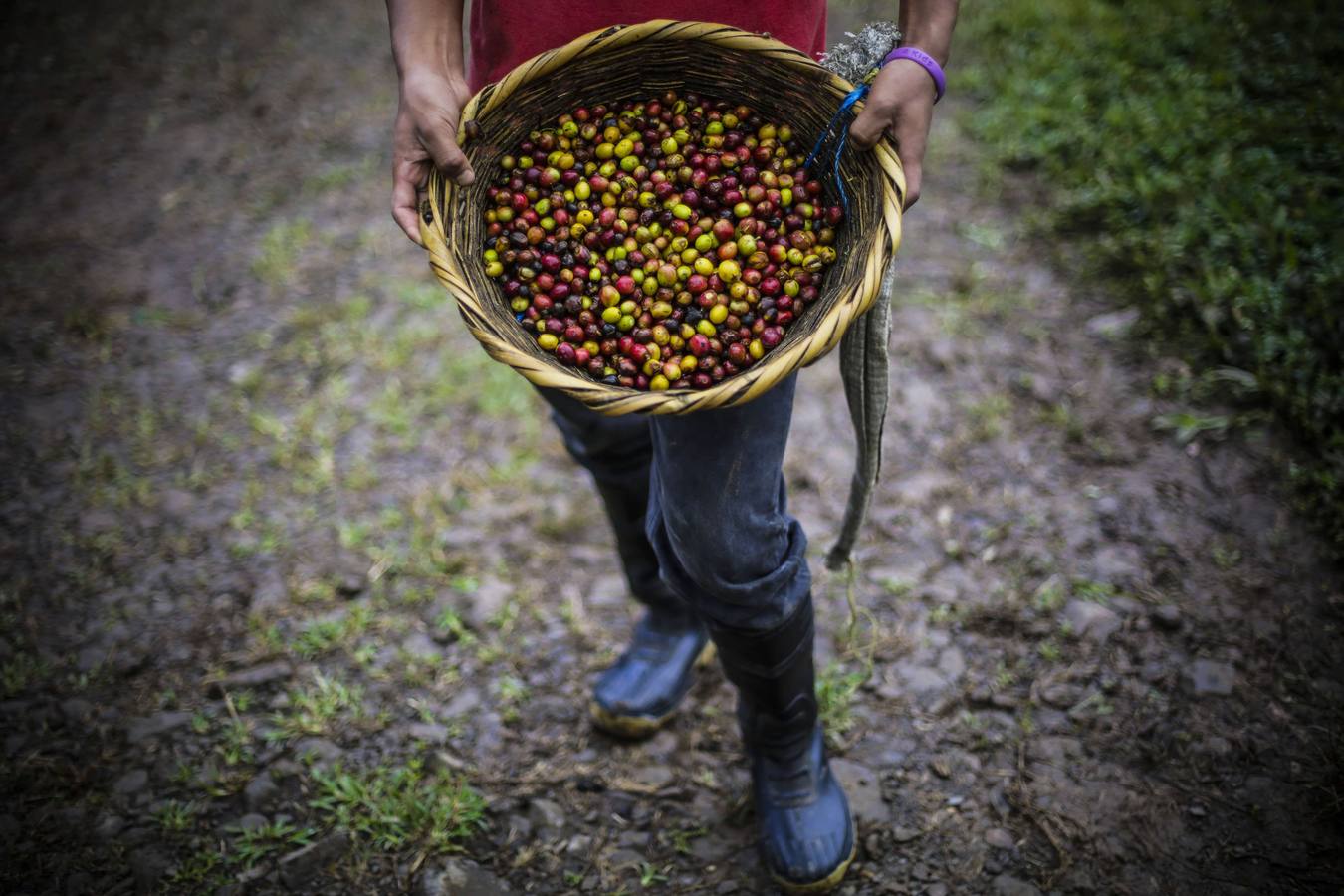 En los secaderos de café en Nicaragua