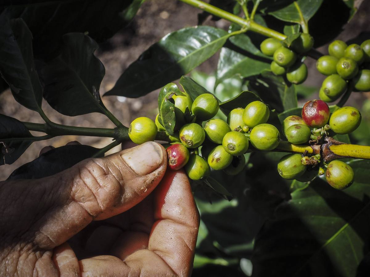 En los secaderos de café en Nicaragua