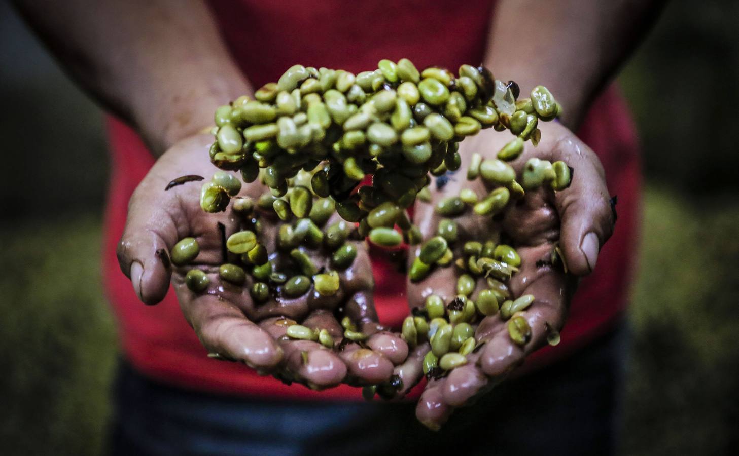 En los secaderos de café en Nicaragua