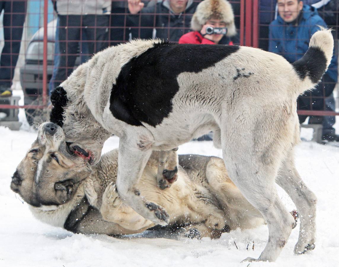 Brutalidad animal en Kirguistán