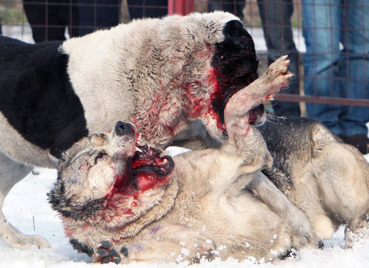 Brutalidad animal en Kirguistán