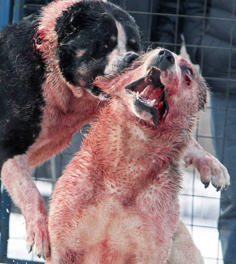 Brutalidad animal en Kirguistán