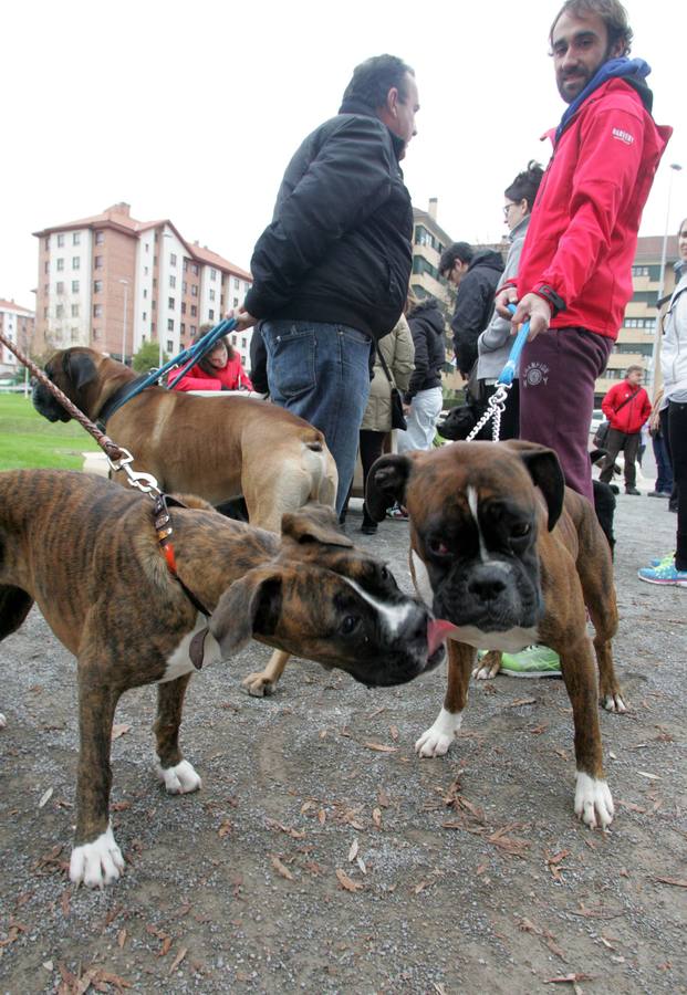 La San Silvestre de los perros