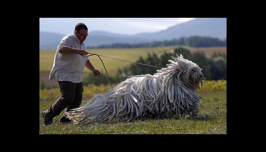 Bergamasco Shepherd.