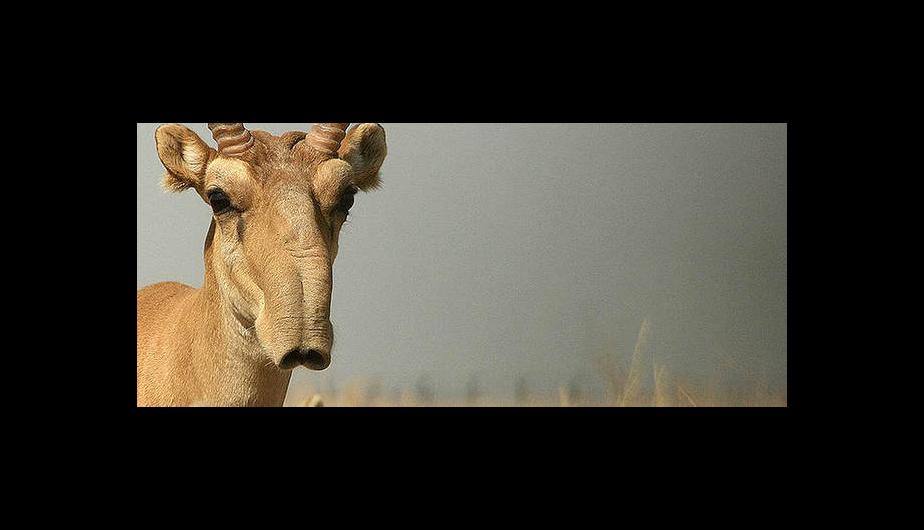 Saiga Antílope y su curiosa nariz