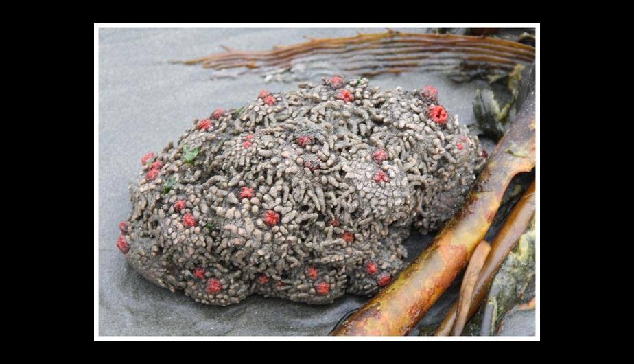 Pyura Chilensis (la piedra viviente)
