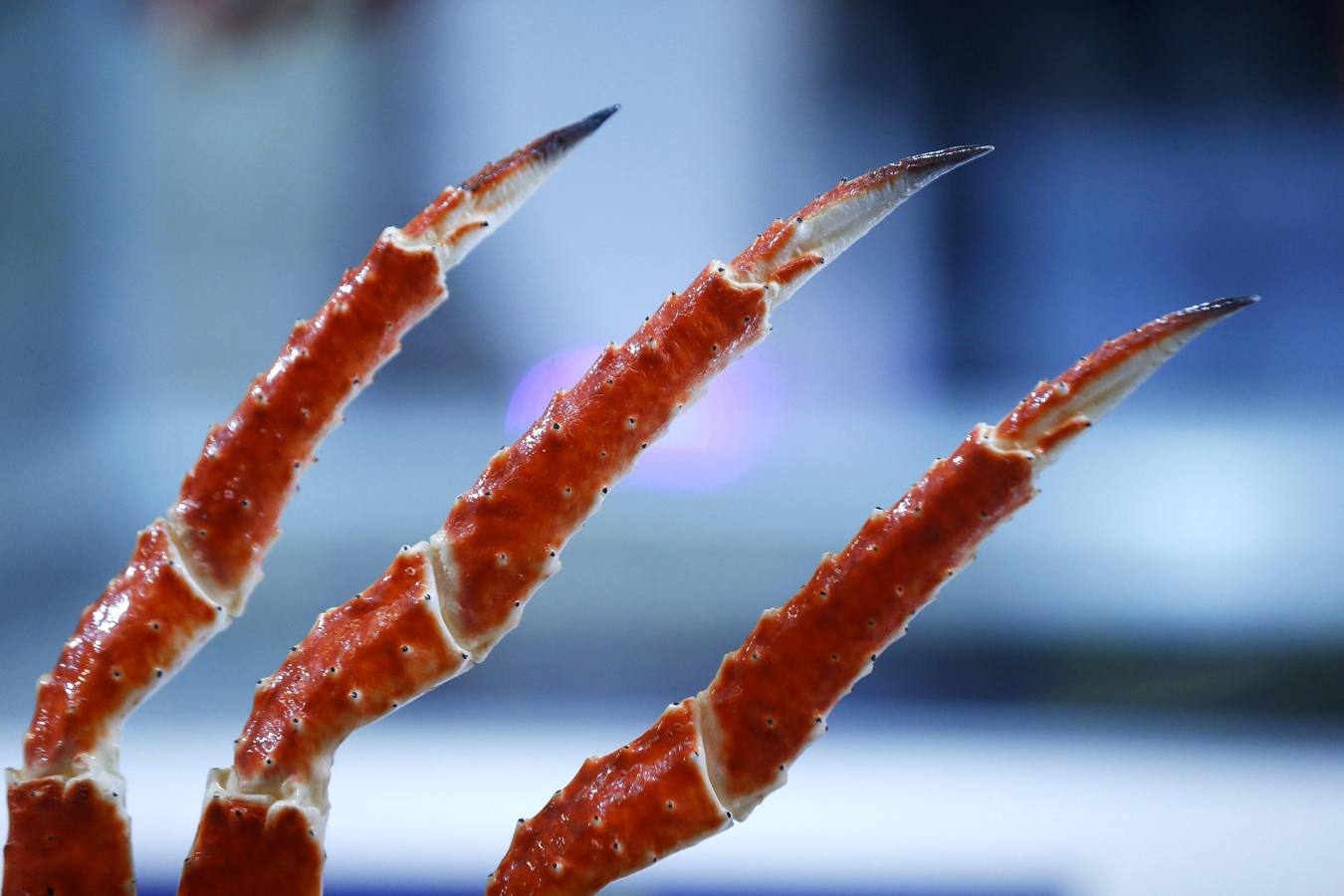 Madrid Fusión, la cumbre de la gastronomía mundial