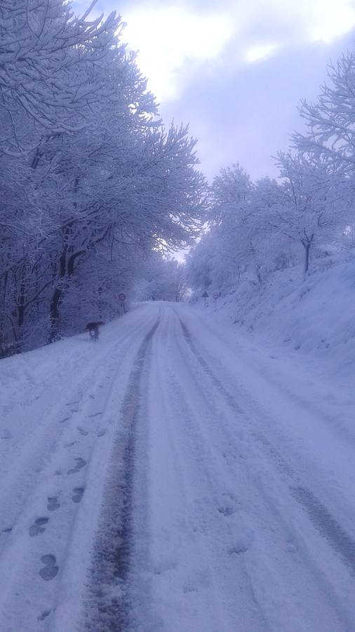 Tineo