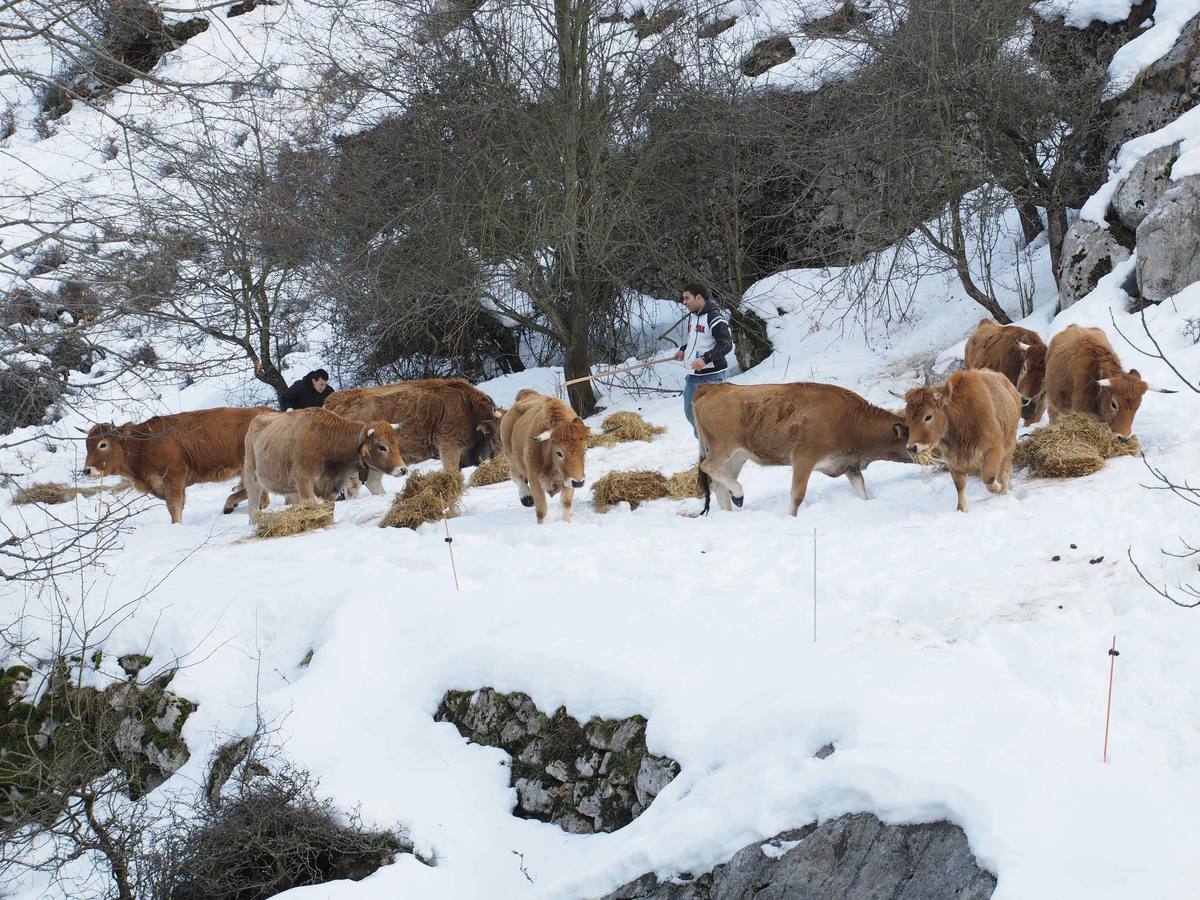 La dura vida en la nieve