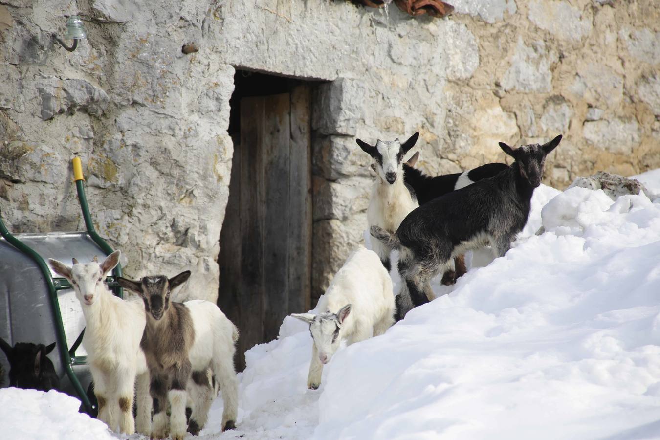 La dura vida en la nieve