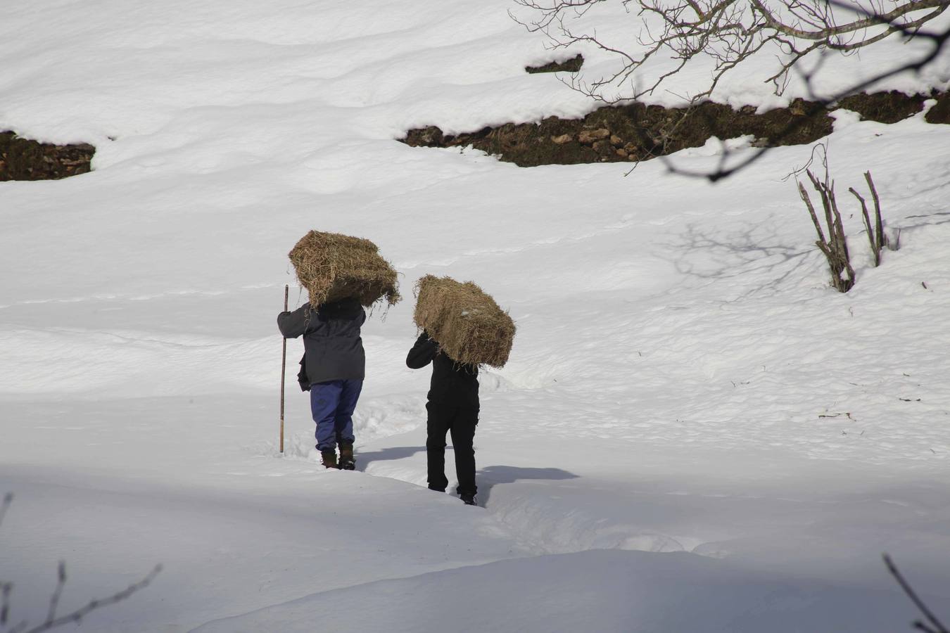 La dura vida en la nieve