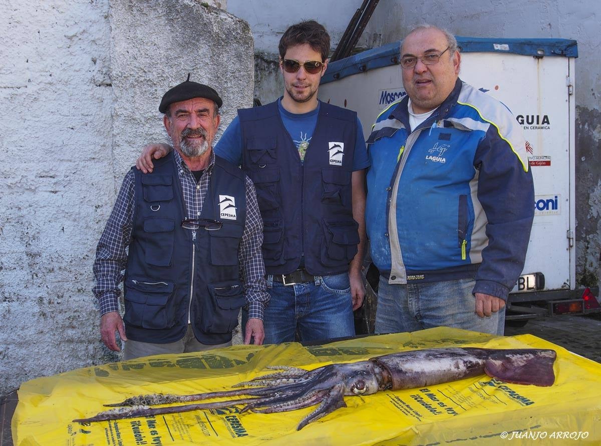 Un calamar de gran tamaño aparece agonizante en El Arbeyal