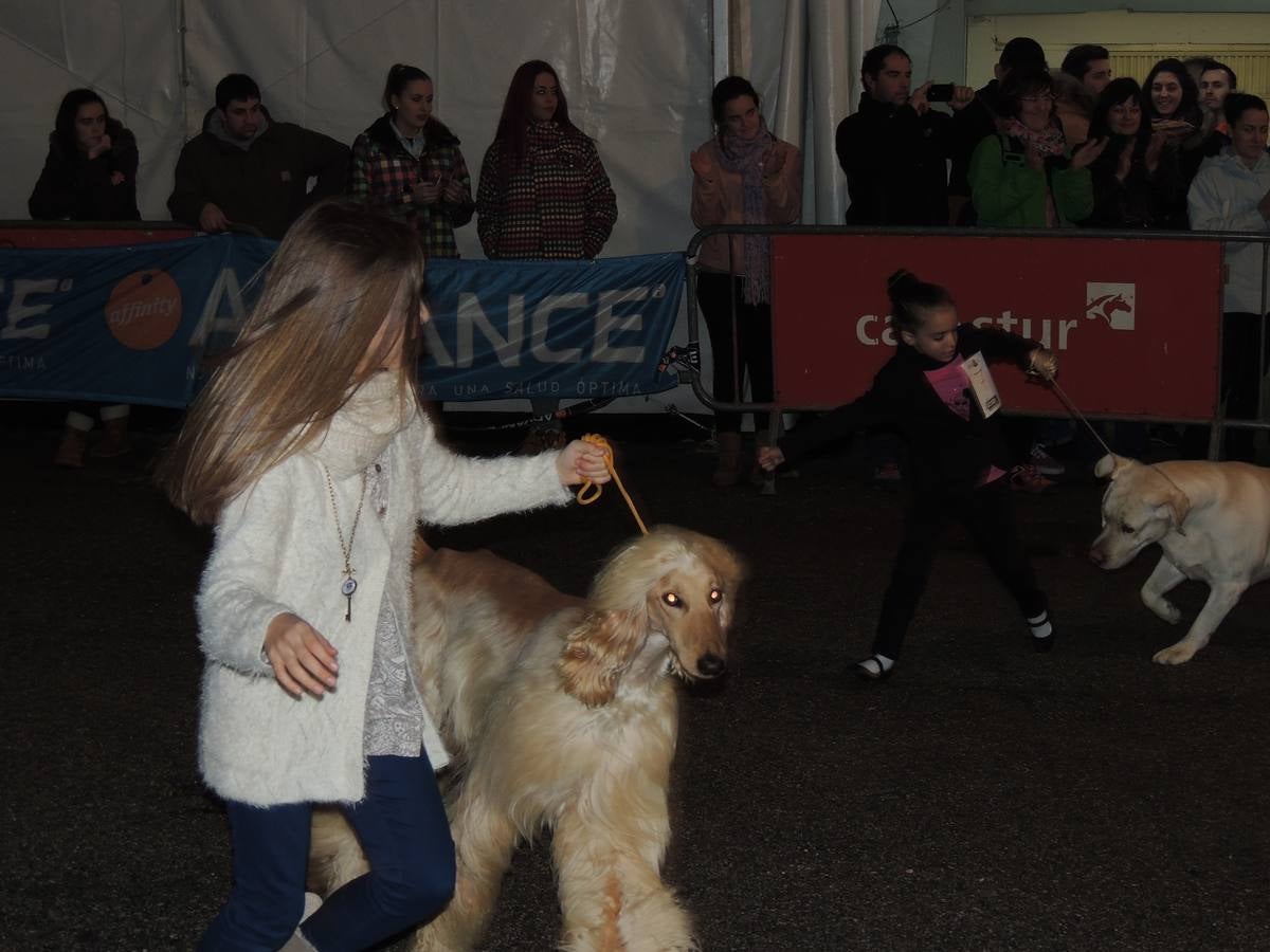 Feria del Perro de Tineo