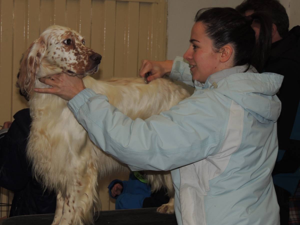 Feria del Perro de Tineo