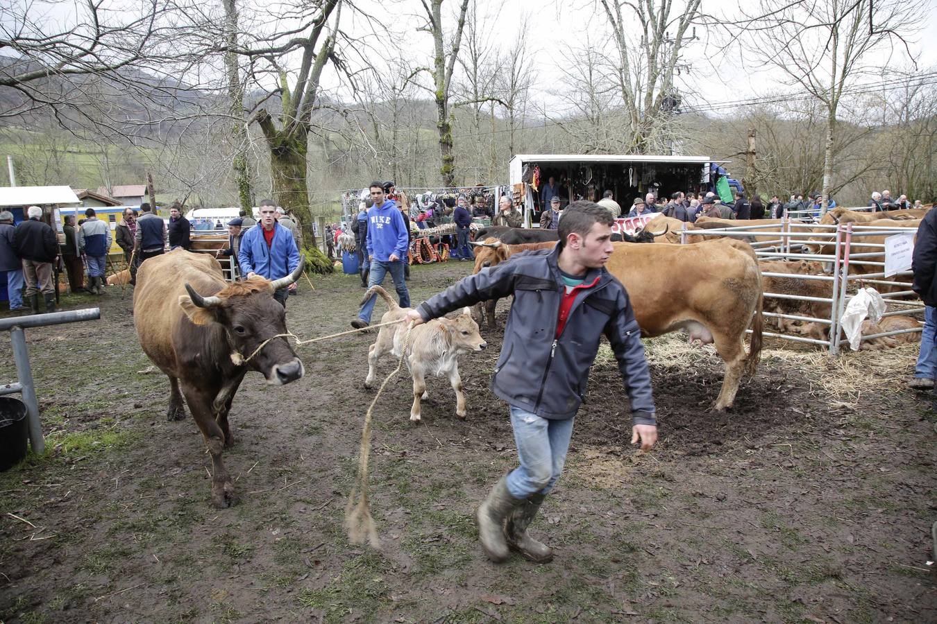 Corao acogió su tradicional feria de marzo con presencia de unas 1.300 cabezas de ganado